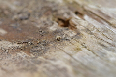 Aneuma compta