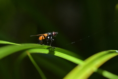 Huttonobesseria verecunda