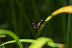 Huttonobesseria verecunda