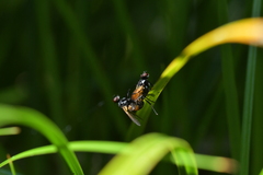 Huttonobesseria verecunda