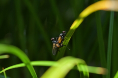 Huttonobesseria verecunda
