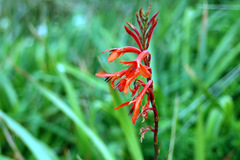 Watsonia fourcadei