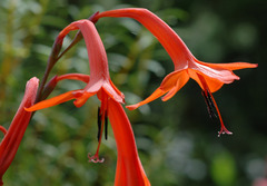 Watsonia fourcadei