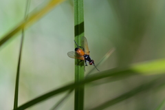 Huttonobesseria verecunda