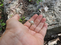 Plagiolophus millspaughii