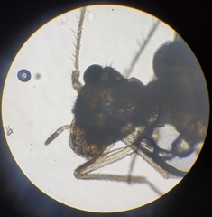 Lachesilla pedicularia