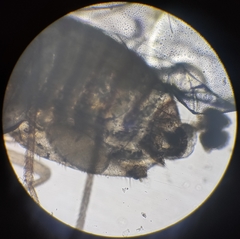 Lachesilla pedicularia