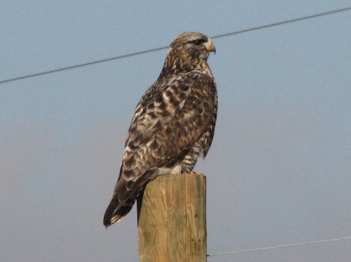 Rough-legged Hawk (Buteo lagopus) · iNaturalist