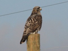 Rough-Legged Buzzard photo 3