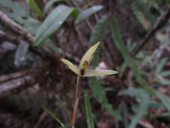 Maxillaria acuminata