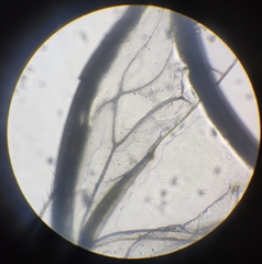 Lachesilla pedicularia