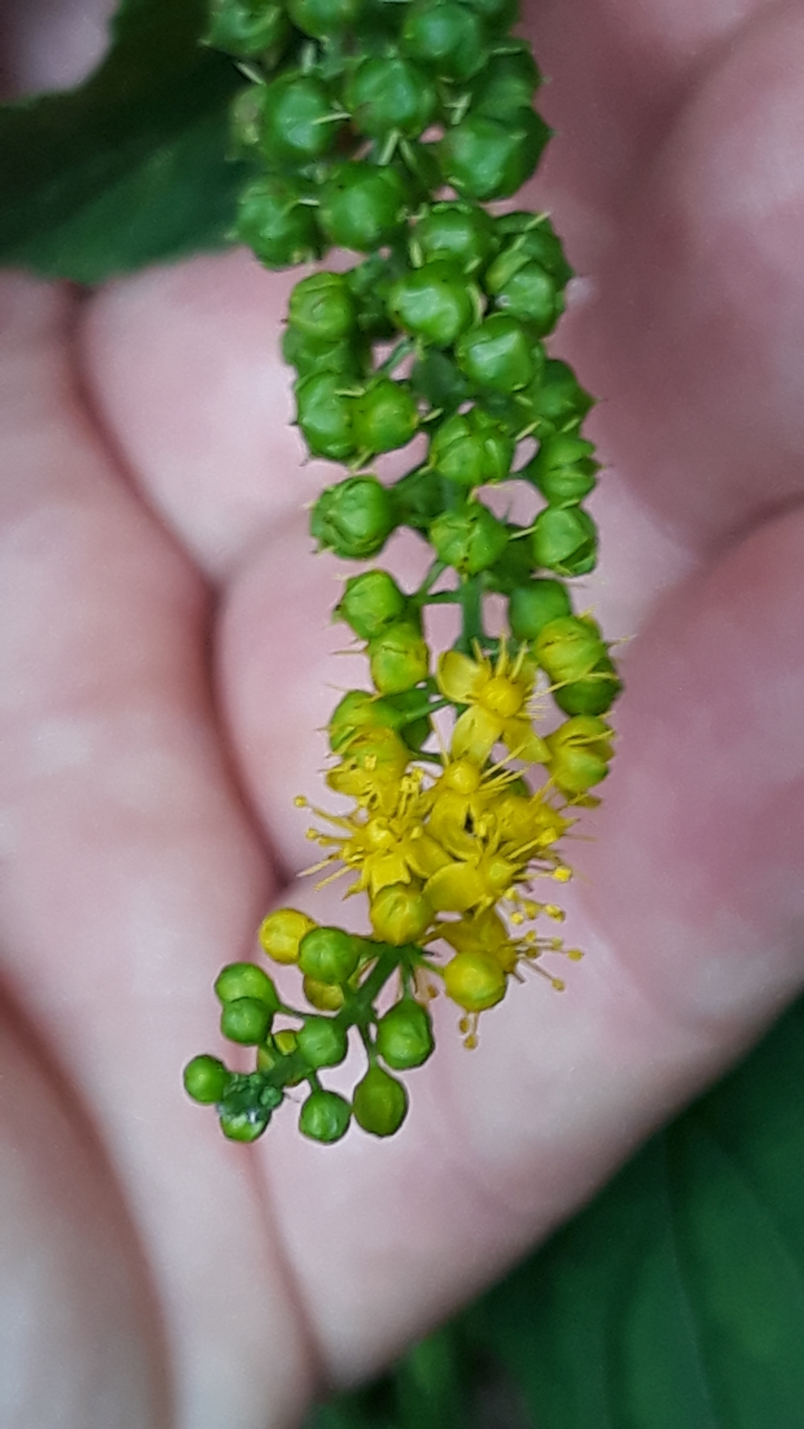 Abatia angeliana