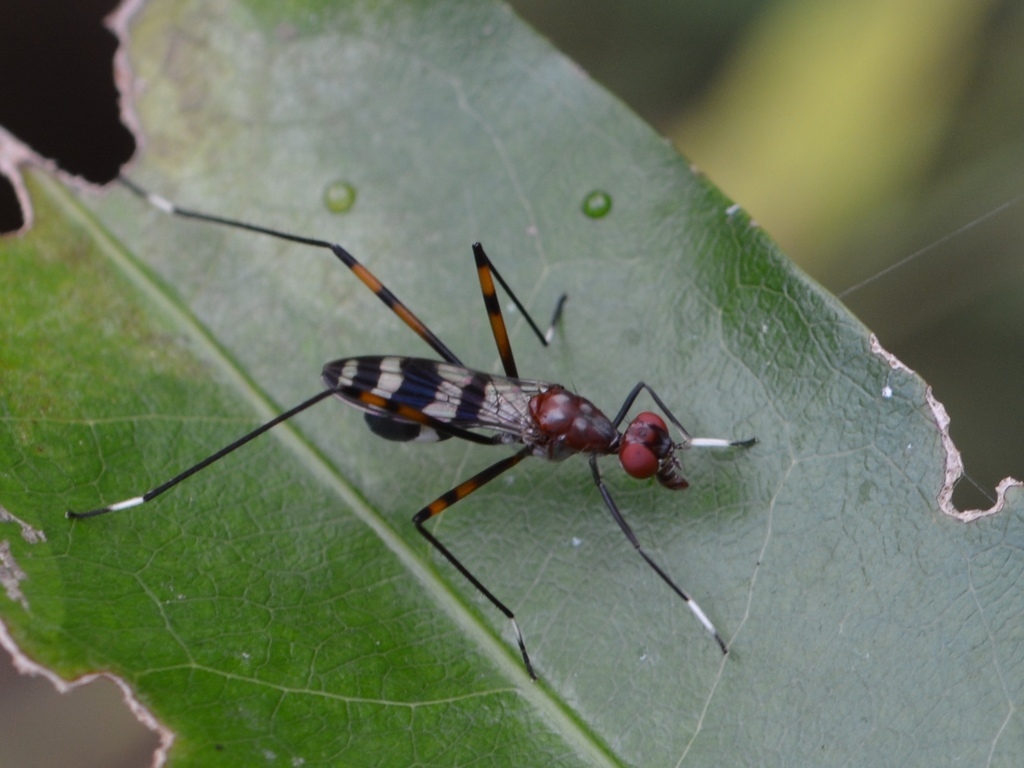 Hoplocheiloma