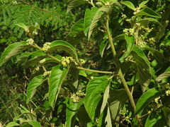 Colubrina yucatanensis
