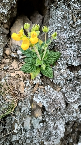 Calceolaria parviflora (Calceolaria parviflora)