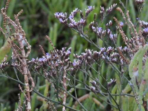 Western Marsh Rosemary (Limonium californicum)