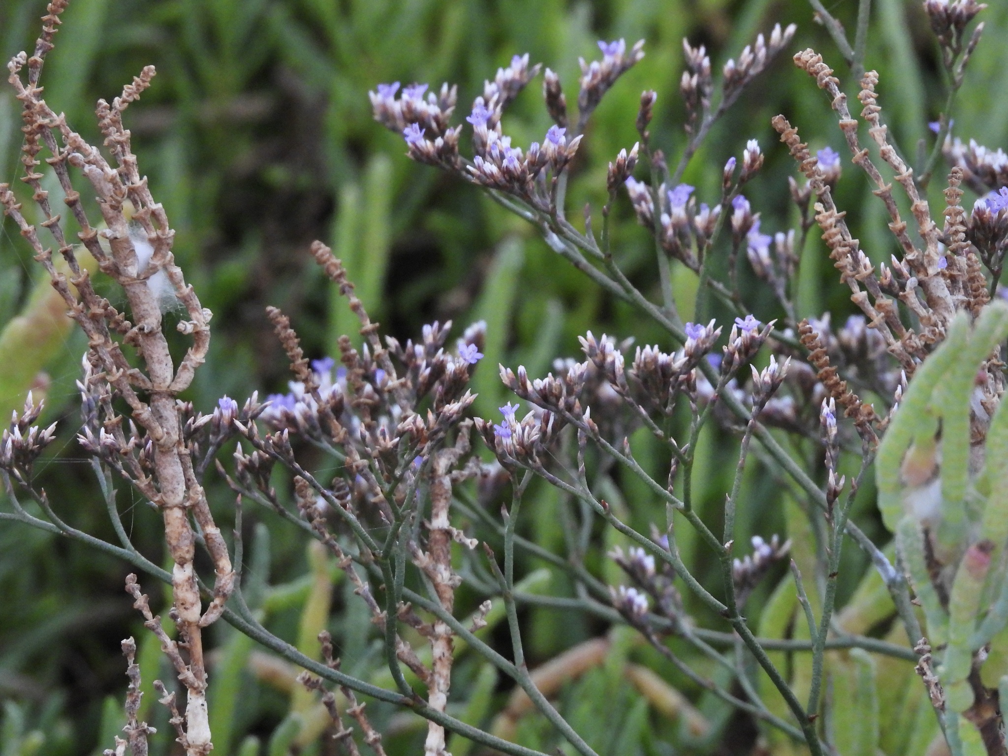 Western Marsh Rosemary (Limonium californicum)
