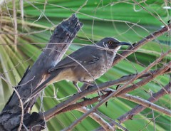 Toxostoma curvirostre