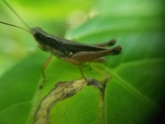 Orphulella concinnula