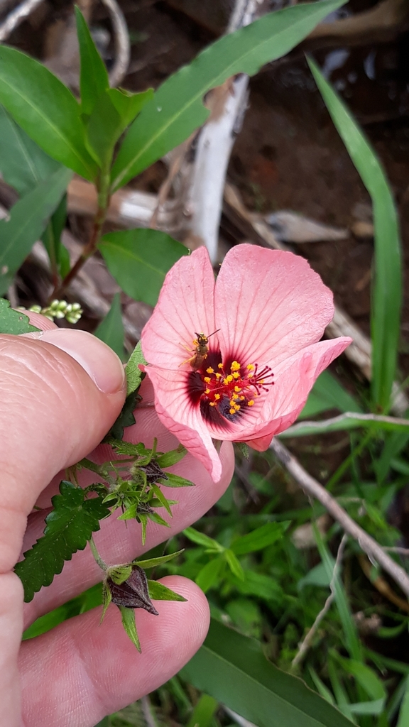 Pavonia psilophylla