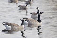 Branta canadensis parvipes