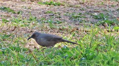 Toxostoma curvirostre