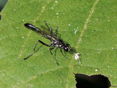 Eremnophila