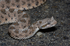 Crotalus cerastes cerastes