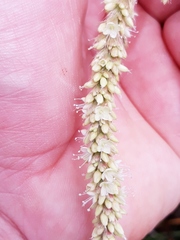 Persicaria acuminata