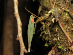 Lepanthes mucronata