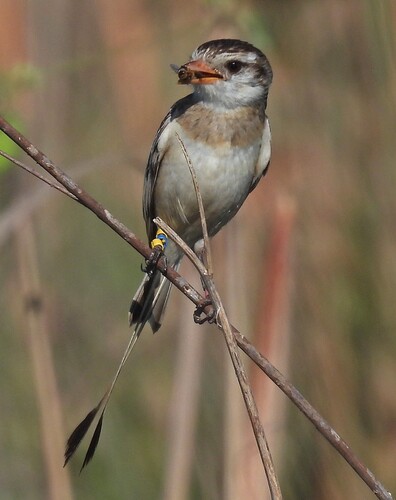 Strange-tailed Tyrant (Alectrurus risora), photo 5