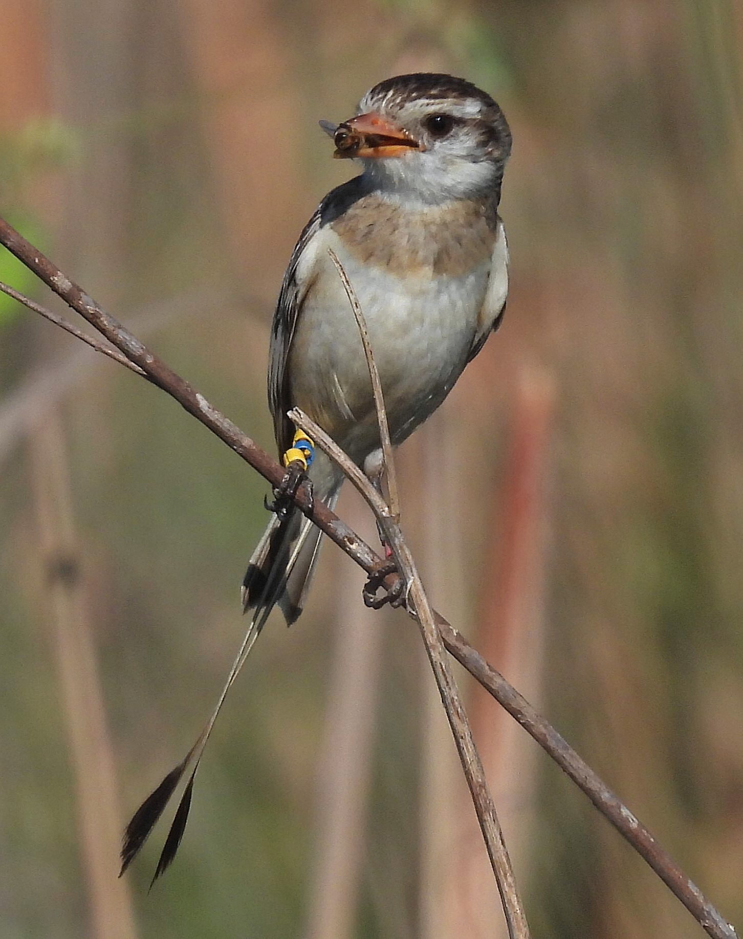 Strange-tailed Tyrant (Alectrurus risora), photo 8