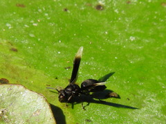 Parachartergus apicalis
