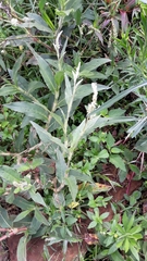 Persicaria acuminata