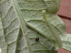 Diomus notescens