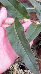 Persicaria acuminata