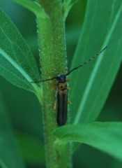 Oberea tripunctata