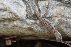 Urosaurus ornatus schottii