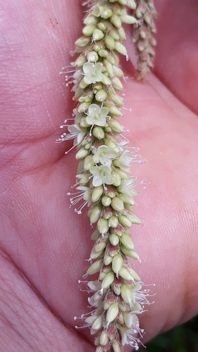 Image of Persicaria acuminata by (c) Edson Luis Fabro Gasperin, some rights reserved (CC BY-SA)