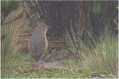 Grallaria quitensis