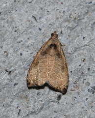 Olethreutes exoletum