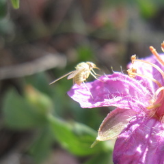 Phthiriinae