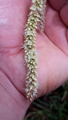Persicaria acuminata