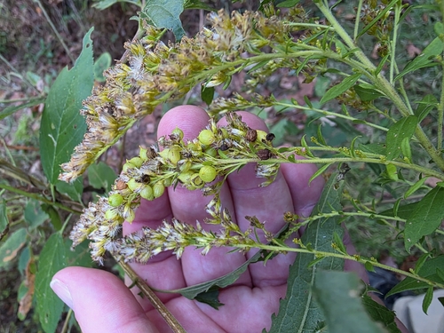 Unknown species found near Troy, AL 36079, USA