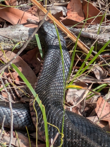Red-bellied Black Snake sighting