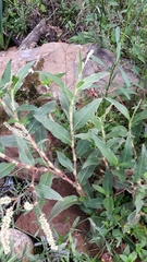 Persicaria acuminata