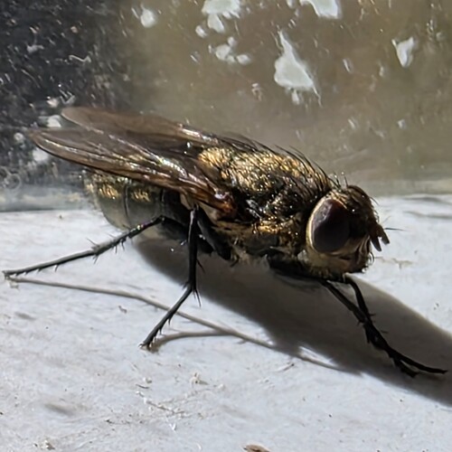 Unknown species found near Barboursville, Albemarle County, VA, USA