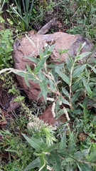 Persicaria acuminata