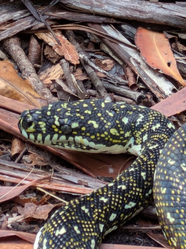 Diamond Python sighting