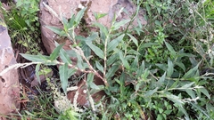 Persicaria acuminata